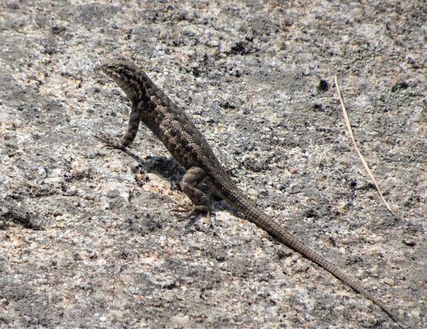 Southern sagebrush lizard on the ground. This one is definitely an adult.