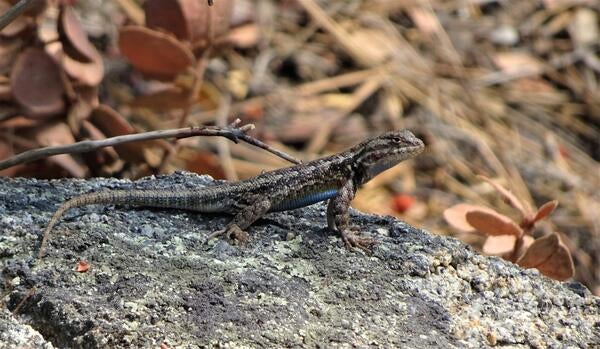 Southern sagebrush lizard posing on a rock