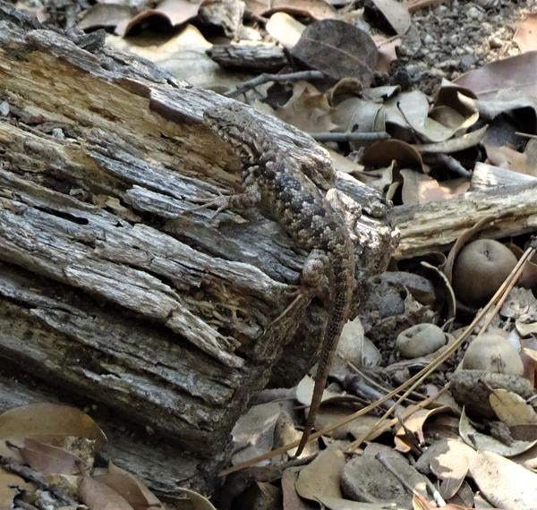 Southern sagebrush lizard posing on a log