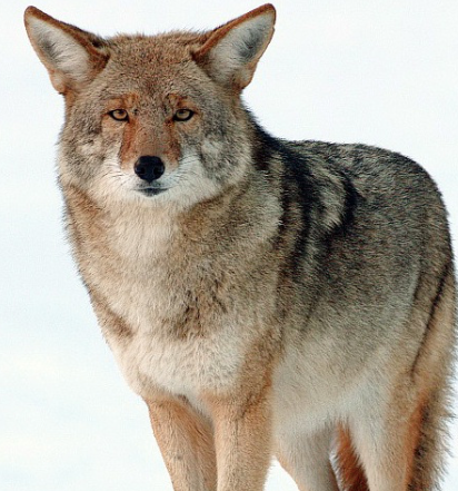 Coyote