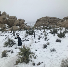 A screen of Joshua Tree in the snow