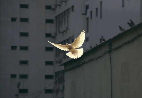 A dove flying 