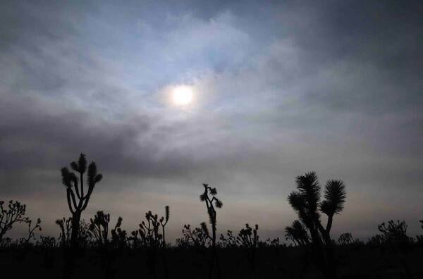 Joshua trees in the dark of night