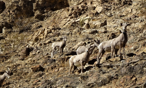 Six Bighorn sheep standing on the side of a desert mountain, some of them looking quizzically at the photographer