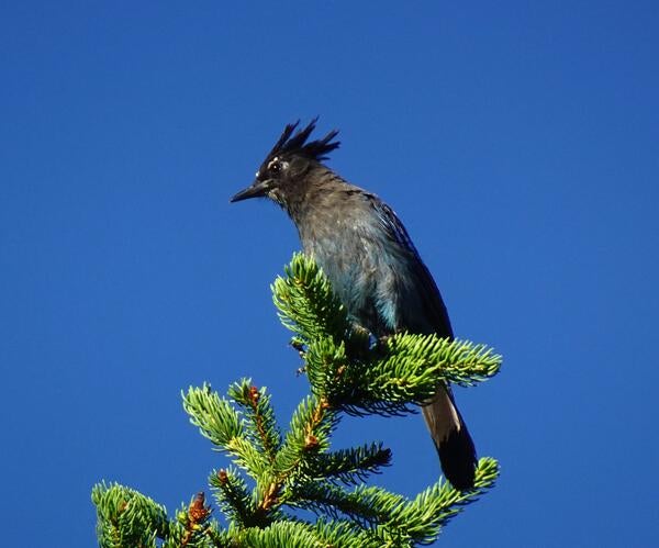 Steller's jay on an evergreen tree branch