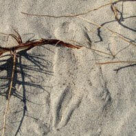 A lizard buried in the sand