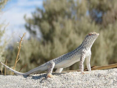 A fringe-toed lizard atop sand