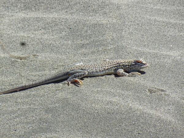 A fringe-toed lizard on sand