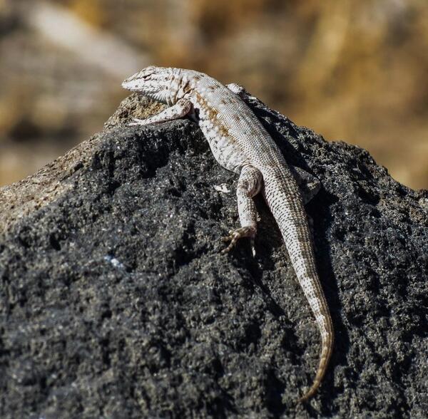 Side-blotched lizard on a dark rock 