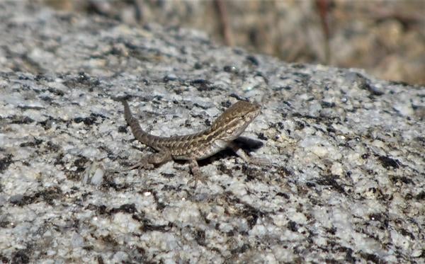 Wee baby lizard hatchling 