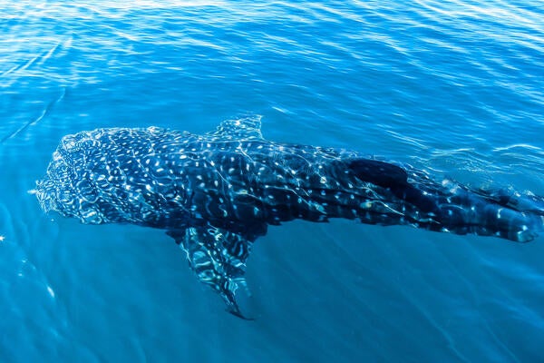 A whale shark in the water as seen from above