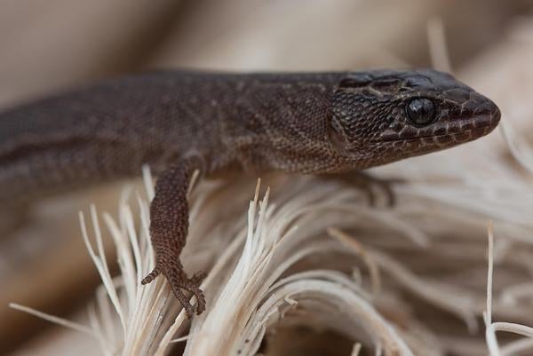 Night lizard on weeds