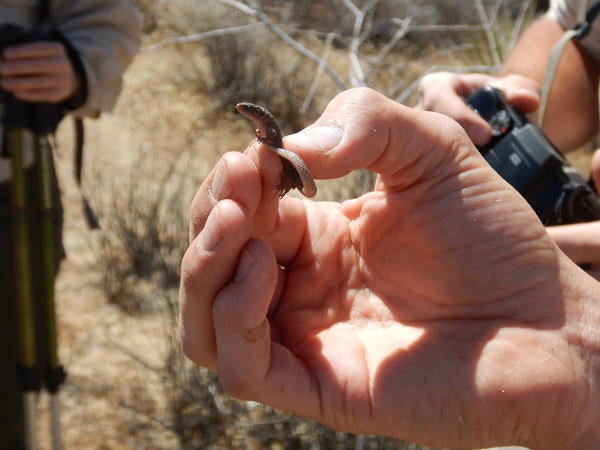 Night lizard, about two inches long, in between someone's fingers