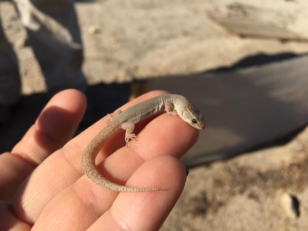 Another pale night lizard in someone's hand 