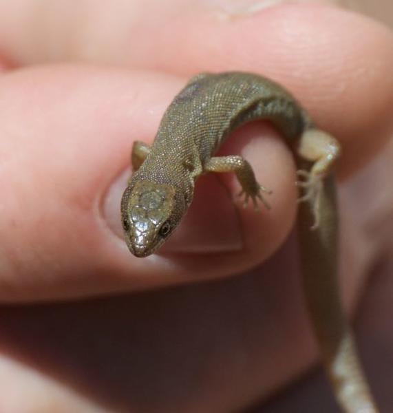 Small night lizard in hand 