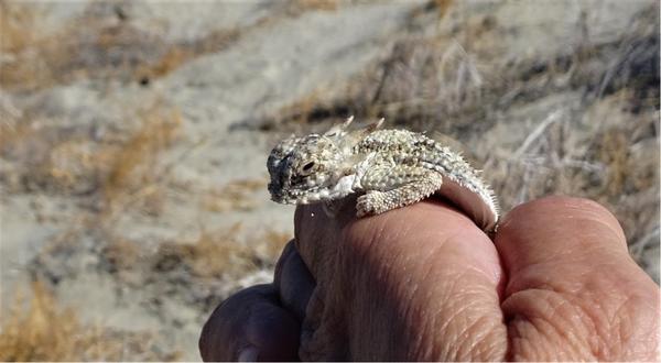 Baby horned lizard on a hand 