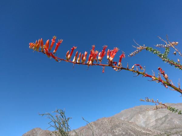 Ocotillo flowers against a blue sky