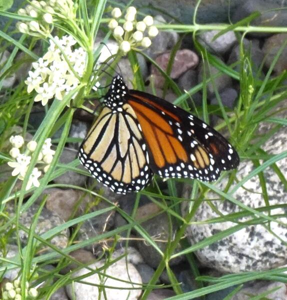 Monarch butterfly on some weeds