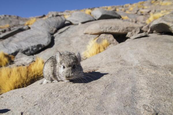 Chinchilla in Chile 