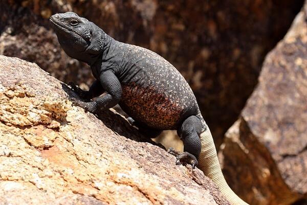 A chuckwalla standing on a pale rock 