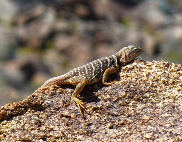 Lizard on the Art Smith Trail