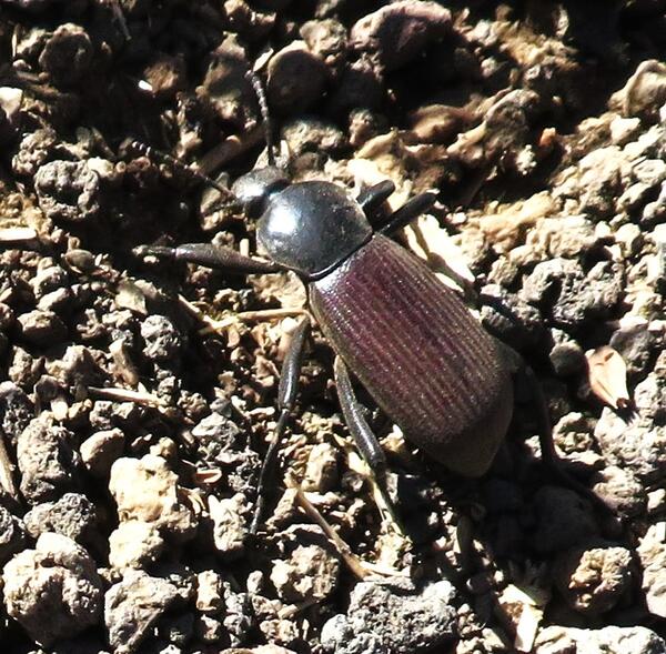 A darkling beetle