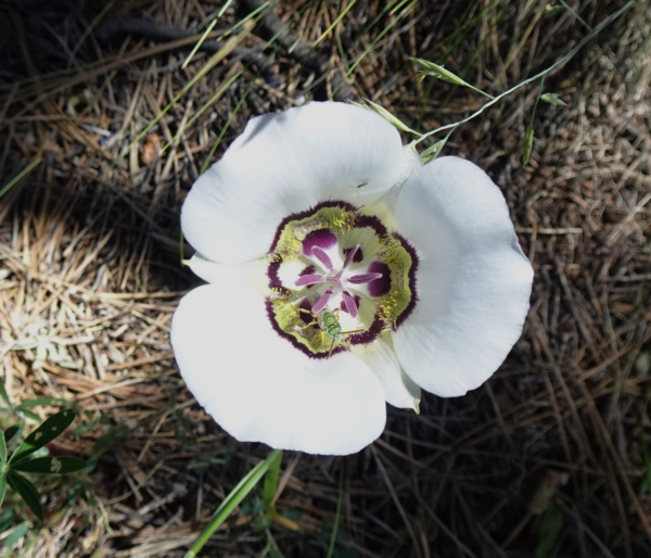 White cactus flower