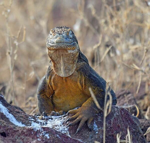 Galapagos land iguana