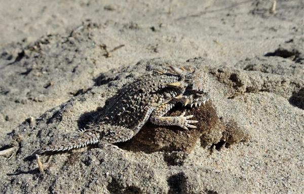 A smallish horned lizard in the sand