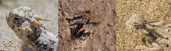 Three different horned lizards