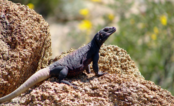 Chuckwalla