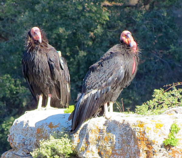 Two California condors standing on rocks