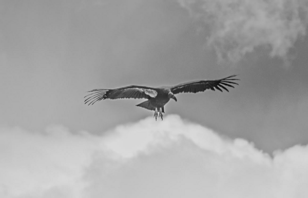 California condor in flight