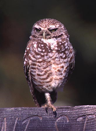 Owl standing on a piece of wood 