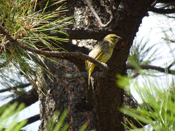 Unknown yellow bird in a tree