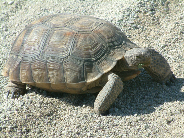 desert tortoise in the sand