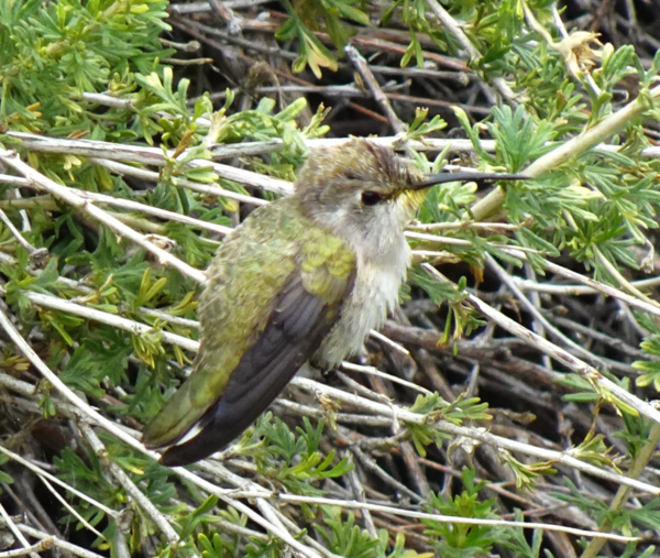 Hummingbird on a branch with green leaves