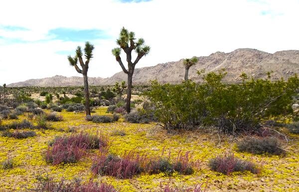 Joshua trees surrounded by wildflowers