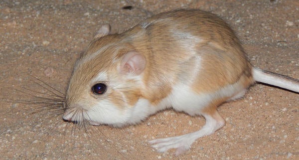 Desert kangaroo rat on the pale, brown earth 