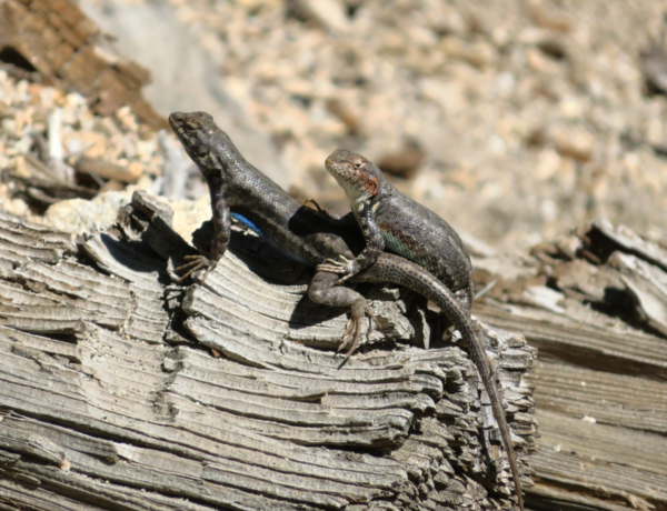 Two lizards on some wood