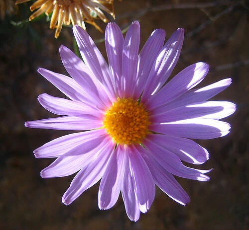 Mecca aster that has purple petals and a yellow center