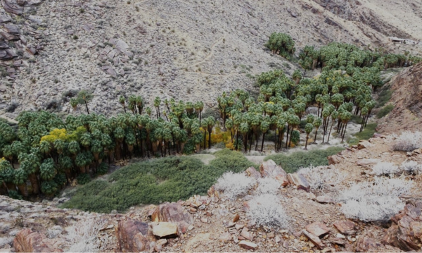 Oasis surrounded by rocky desert