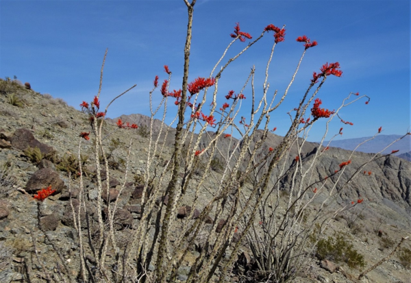 A blooming ocotillo