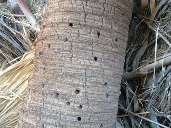 Tiny holes bored into a palm trunk