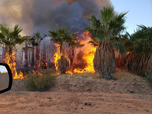 Palm trees with hanging skirts on fire