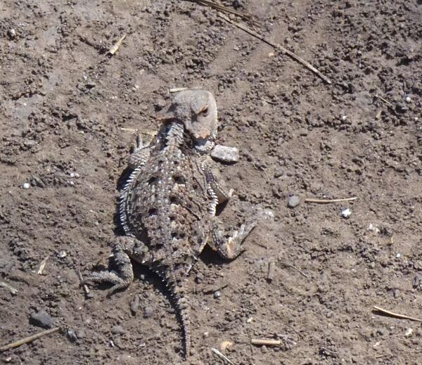 Horned Lizard on the desert ground