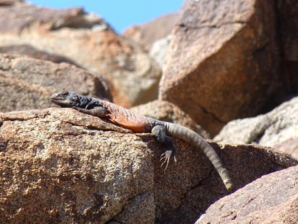 Chuckwalla on a desert rock