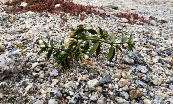 Rare desert snapdragon