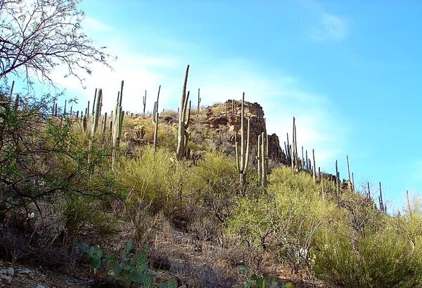 Sonoran desert landscape