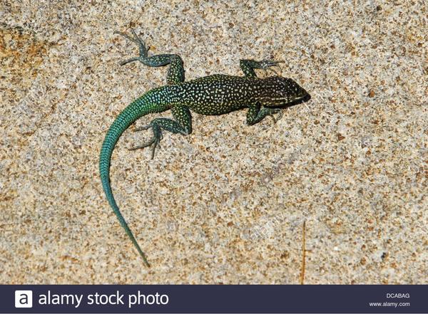 Colorful side-blotched lizard